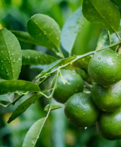 Fresh Peruvian Tahiti lime with vibrant color and juicy flavor, perfect for importers seeking high-quality citrus fruits for export markets.