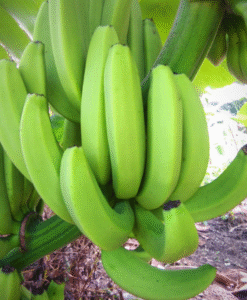 Certified Fair Trade organic bananas from Peru, grown sustainably to deliver natural sweetness and excellent quality. Ideal for conscious importers and retailers targeting health-focused consumers in North America and Europe.