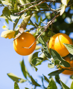 Fresh Peruvian Valencia oranges, known for their juicy sweetness and vibrant color. Sourced from trusted growers and perfect for importers looking to supply premium citrus fruits to international markets with consistent quality.