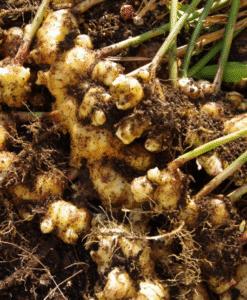 USDA Organic certified Peruvian ginger, offering exceptional flavor and potency. Ideal for importers in the food, beverage, and health sectors seeking organic, high-quality ginger with full traceability from farm to market.