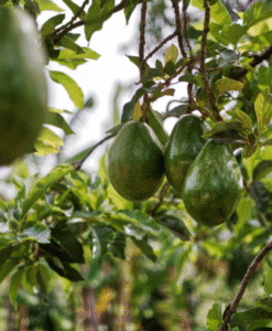 Fresh Peruvian Hass avocados – ripe, creamy, and export-grade.
