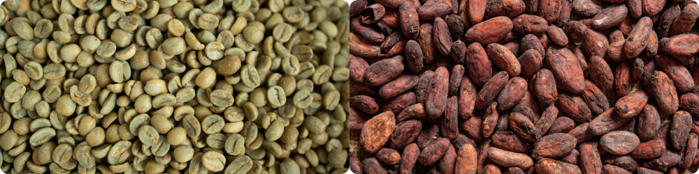 green coffee beans from Peru for specialty import/export and fine Peruvian cacao beans for chocolate production.