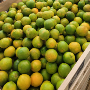 Group of fresh Peruvian Valencia oranges packed for export, with visible green-speckled skin.