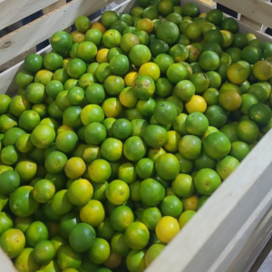 Close-up of Valencia orange with natural green speckling, typical of fresh Peruvian harvest.