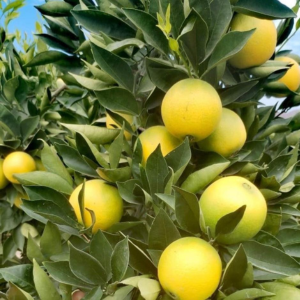 Peruvian Valencia orange tree with yellow ripening fruits, grown naturally in open fields.