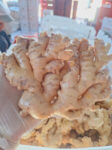Fresh organic Peruvian ginger with USDA Organic certification ready for export to the United States.