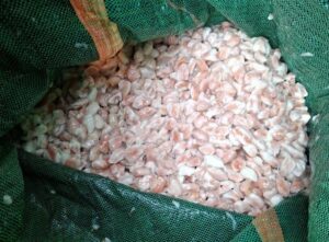 Collecting fresh cocoa beans from opened pods into clean containers.