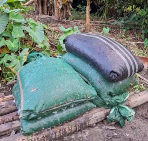 Cocoa beans fermenting under sun in breathable polypropylene sacks.