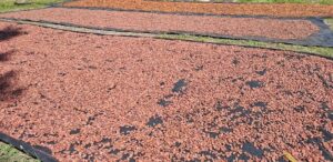 Drying cocoa beans on clean tarps under direct sunlight.