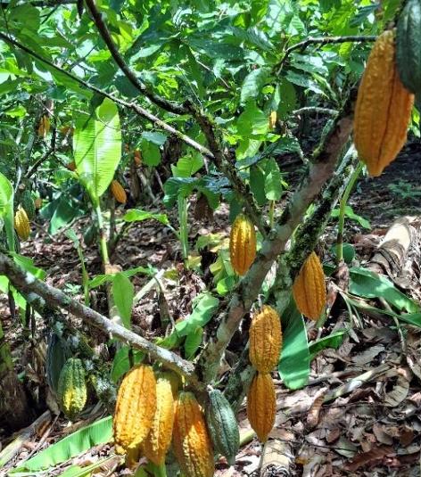 peruvian-chuncho-cacao-beans-from-vraem (5) Peruvian farmers cultivating natural cocoa trees in Ayacucho fields