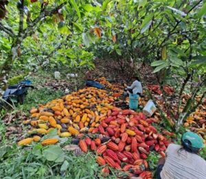Manual cocoa pod opening using machetes in Peru.