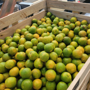 Fresh Peruvian Valencia oranges in harvest bins, naturally green-speckled skin, ready for export.